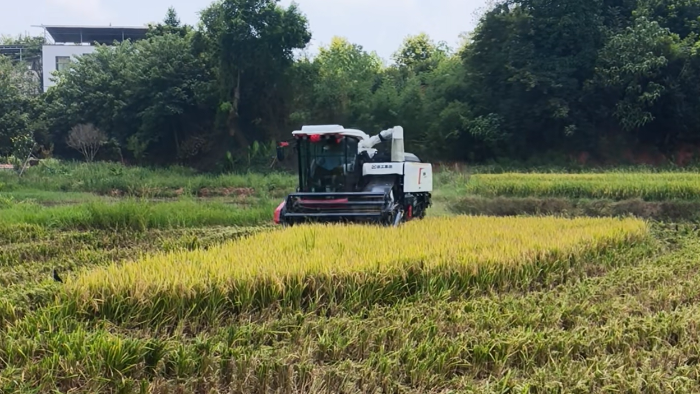 XR720跨区水稻机，高效作业促丰收
